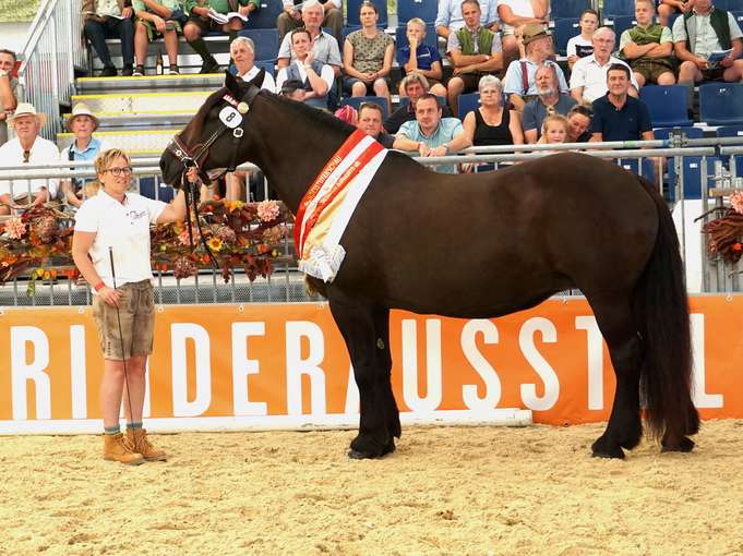 Salzburgs Noriker und Haflinger punkteten in Ried.jpg