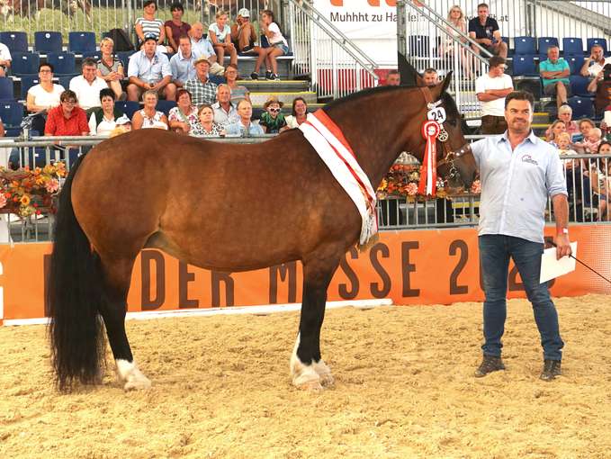 Salzburgs Noriker und Haflinger punkteten in Ried.jpg