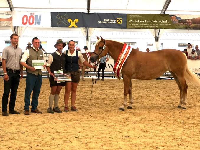 Salzburgs Noriker und Haflinger punkteten in Ried.jpg