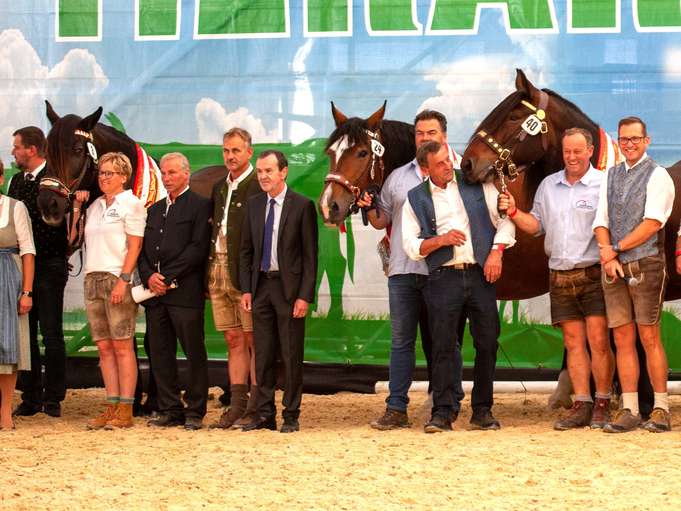 Salzburgs Noriker und Haflinger punkteten in Ried.jpg