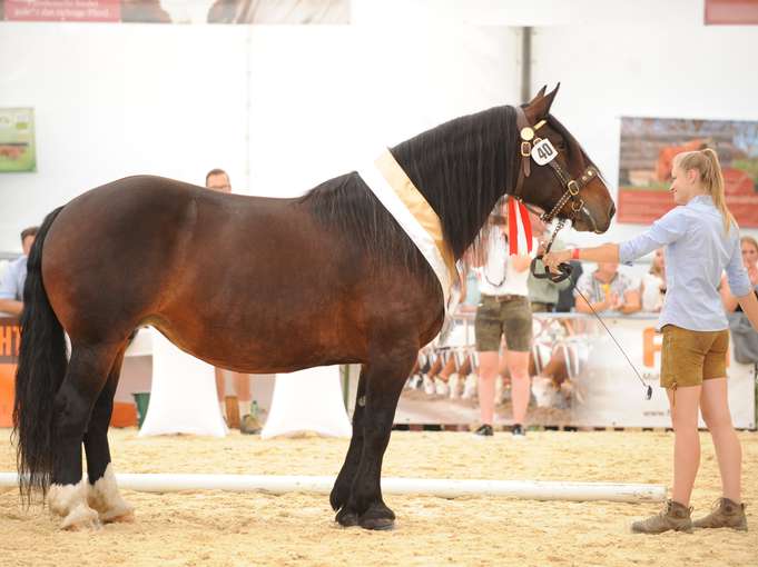 Salzburgs Noriker und Haflinger punkteten in Ried.jpg