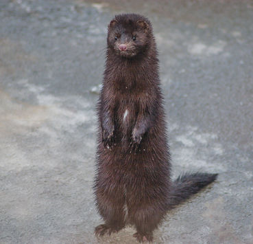 Mink (Amerikanischer Nerz).jpg © Vadim Sidorovich