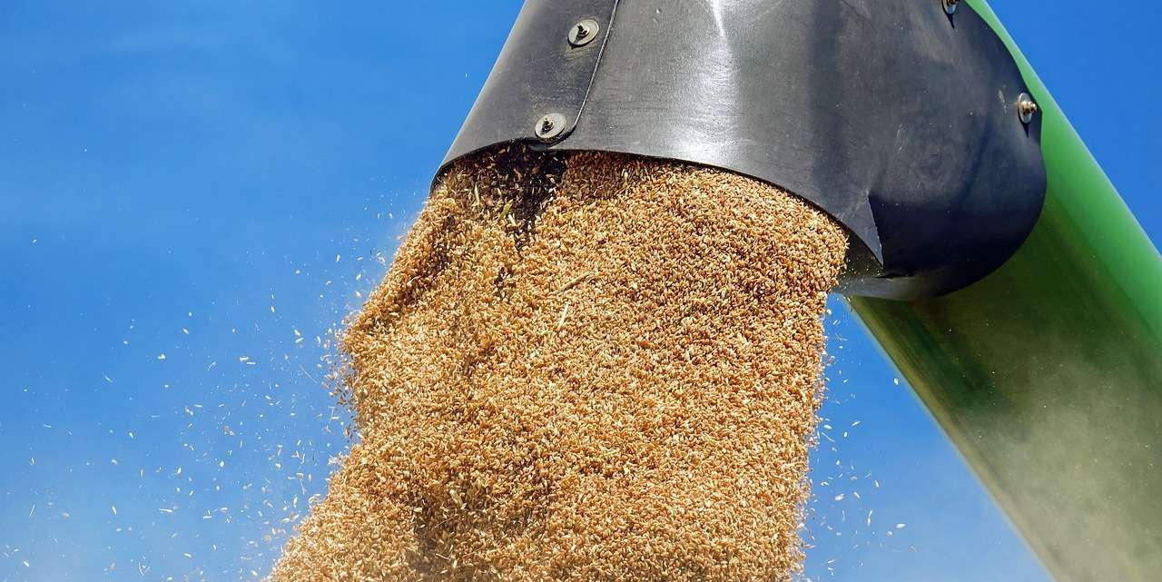 wheat-1508654_1280.jpg © Pixabay