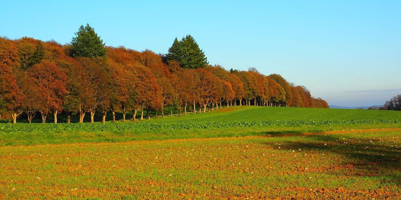 avenue-767538_1280.jpg © pixabay