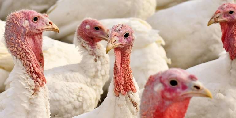 turkeys27998131280 (1).jpg © pixaby turkeys27998131280 (1).jpg © pixaby