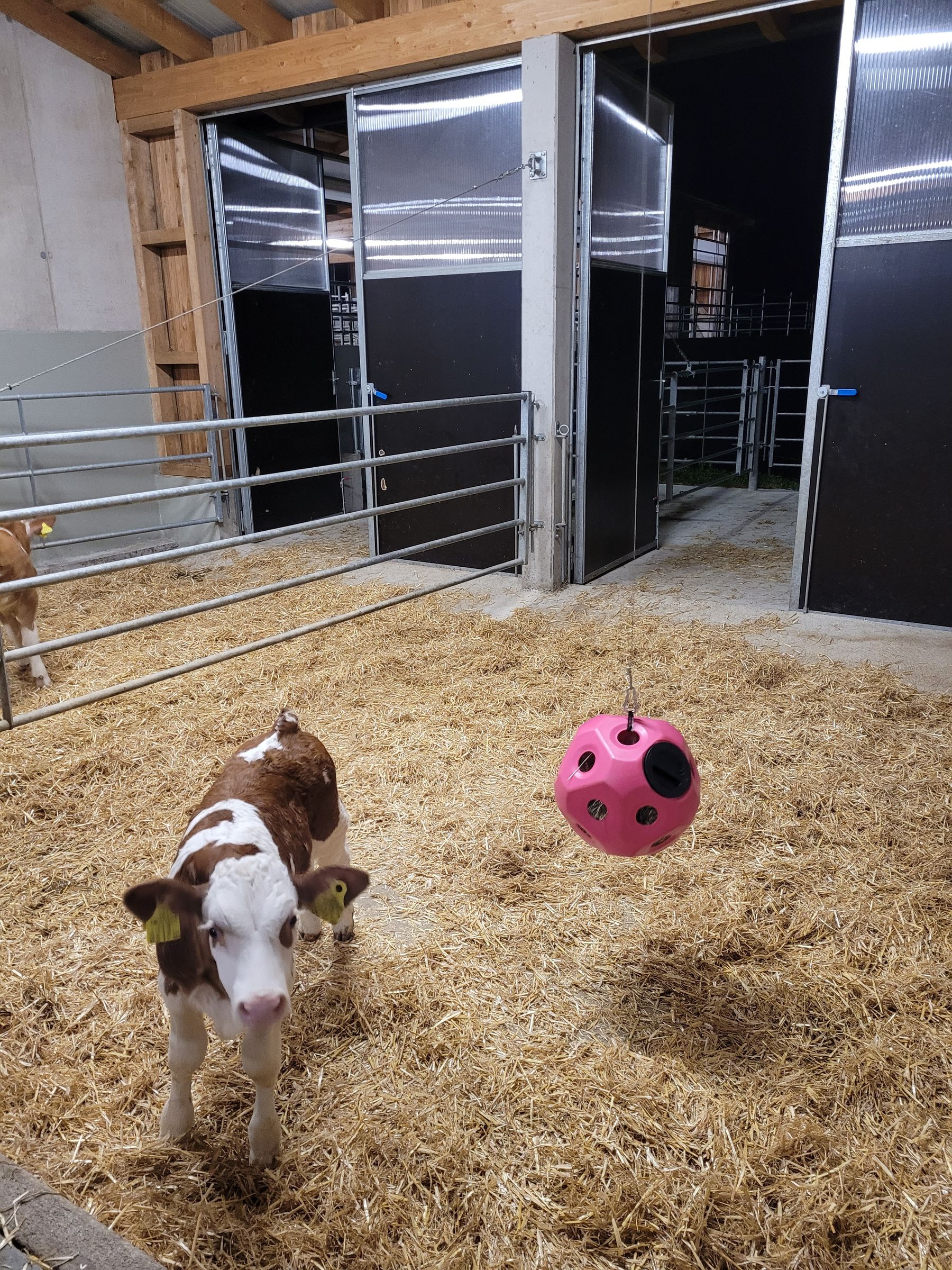 Stallabend_RZV_Ötscherland_201703_(c)Fitzthum.jpg © Fitzthum Johannes Stallabend_RZV_Ötscherland_201703_(c)Fitzthum.jpg © Fitzthum Johannes