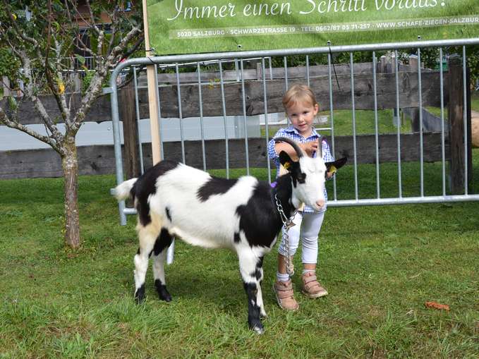 Beeindruckende  Kollektionen der Bramberger Zucht.jpg