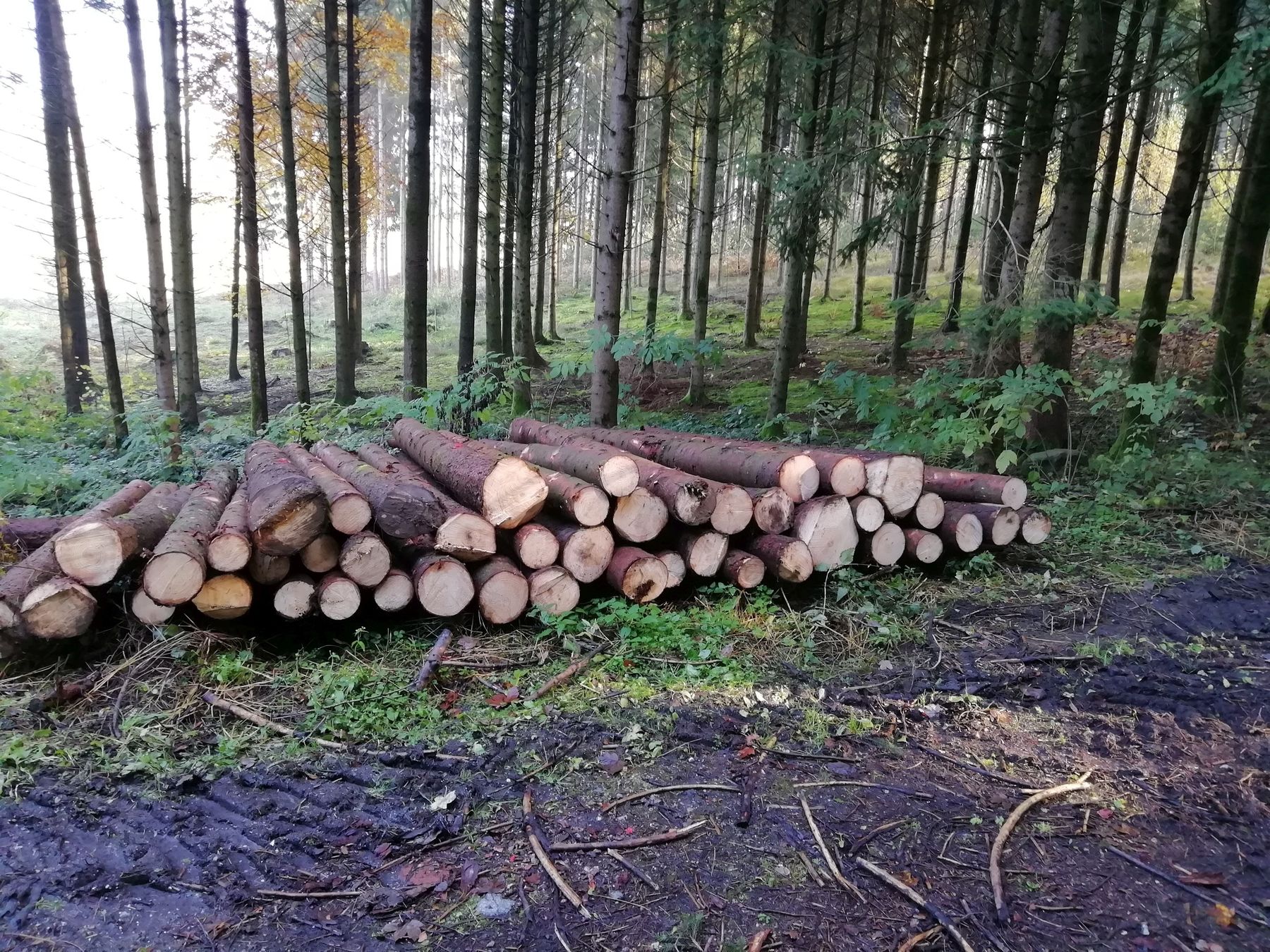 Durchforsten gegen Trockenstress.jpg © LK OÖ/Pennetzdorfer Durchforsten gegen Trockenstress.jpg © LK OÖ/Pennetzdorfer