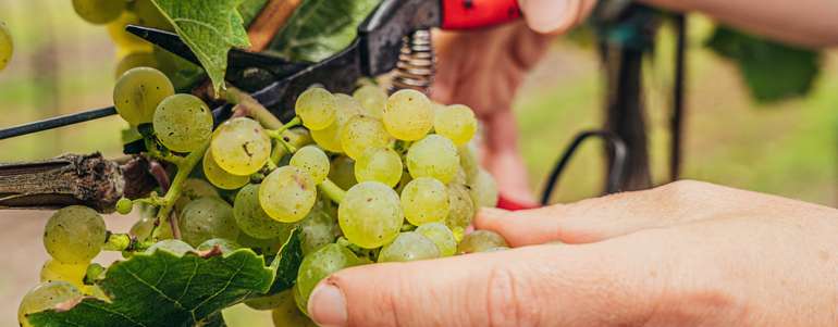 Weintrauben.jpg © Pomassl