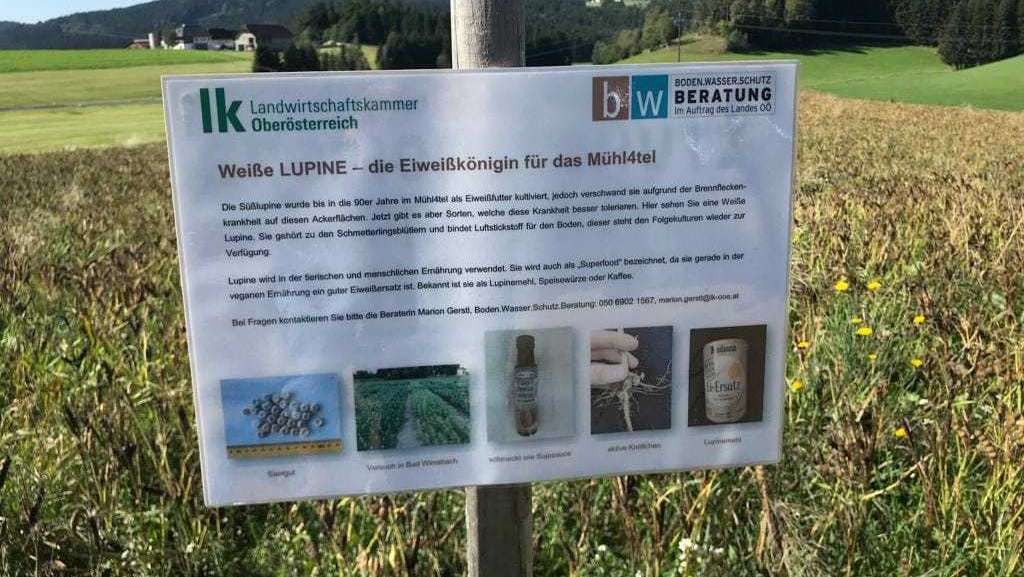 Bestand mit weißer Lupine auf knapp 1000 hm im Mühlviertel, 27. September 2023