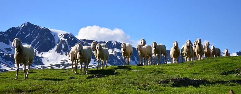 Schafpraktiker_Werbebild (1)_Copyright Schaf- und Ziegenzucht Tirol eGen.jpg © Schaf- und Ziegenzucht Tirol eGen Schafpraktiker_Werbebild (1)_Copyright Schaf- und Ziegenzucht Tirol eGen.jpg © Schaf- und Ziegenzucht Tirol eGen