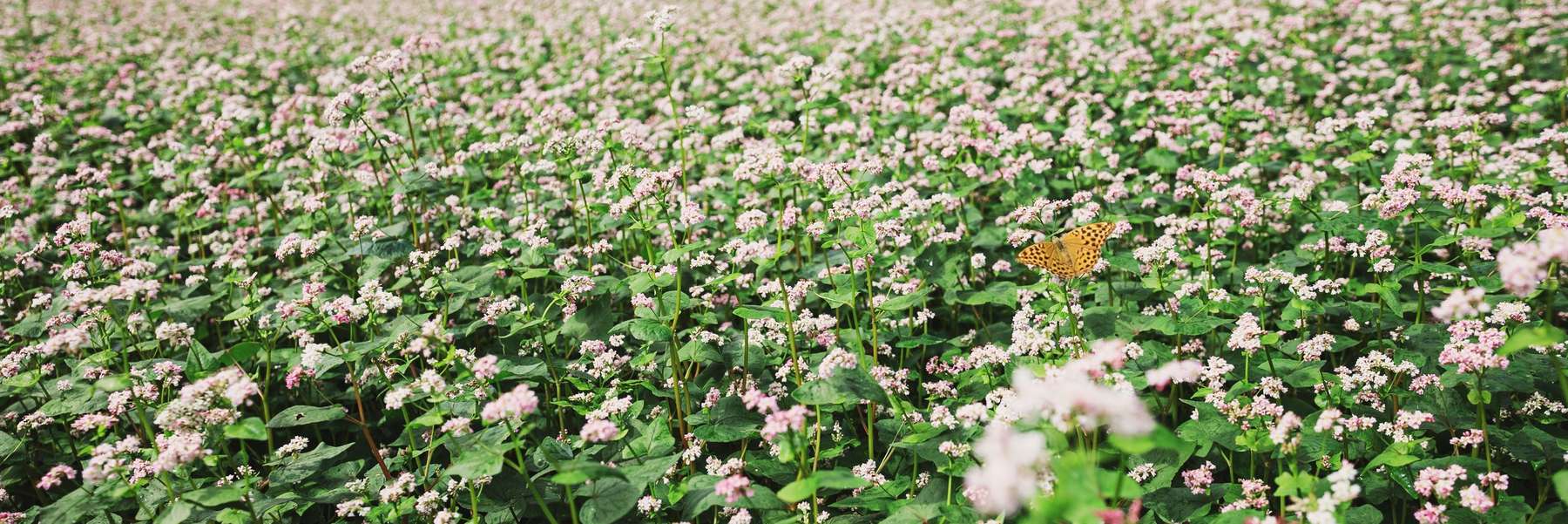 Biomaßnahme  © Manuela Wilpernig