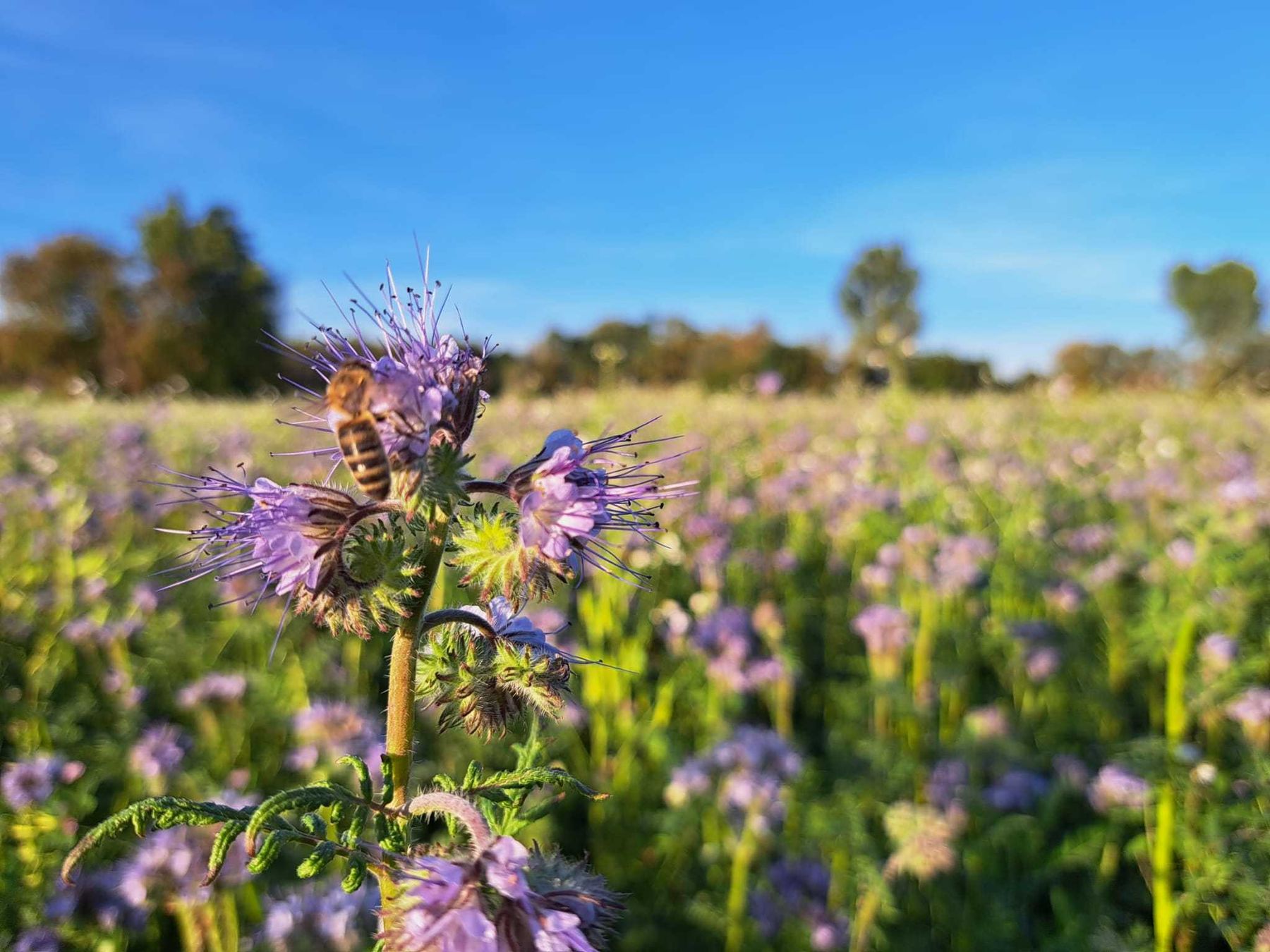 Heute Begehung bienenfreundlicher Zwischenfrucht Versuch in Pucking. Danke an Imker UND Landwirte für die interessanten Beiträge 🍯👨🏻🌾🐝🌱🌻
#Bienenzentrum #maschinenring © BWSB Heute Begehung bienenfreundlicher Zwischenfrucht Versuch in Pucking. Danke an Imker UND Landwirte für die interessanten Beiträge 🍯👨🏻🌾🐝🌱🌻
#Bienenzentrum #maschinenring © BWSB