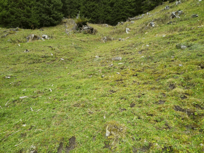 Weidefla╠êche-1.gif © Frank
