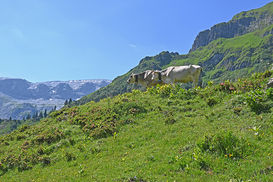 Latschätz 2©LK VBg.JPG.jpg Latschätz 2©LK VBg.JPG.jpg