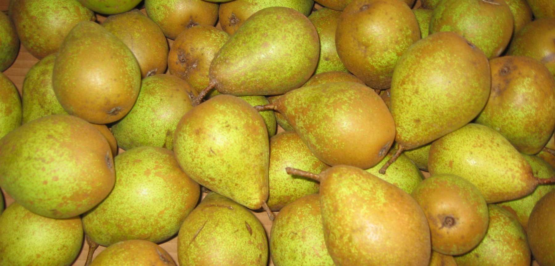 Gräfin_von_Paris_(3).jpg © Strebl/Landwirtschaftskammer Oberösterreich Gräfin_von_Paris_(3).jpg © Strebl/Landwirtschaftskammer Oberösterreich