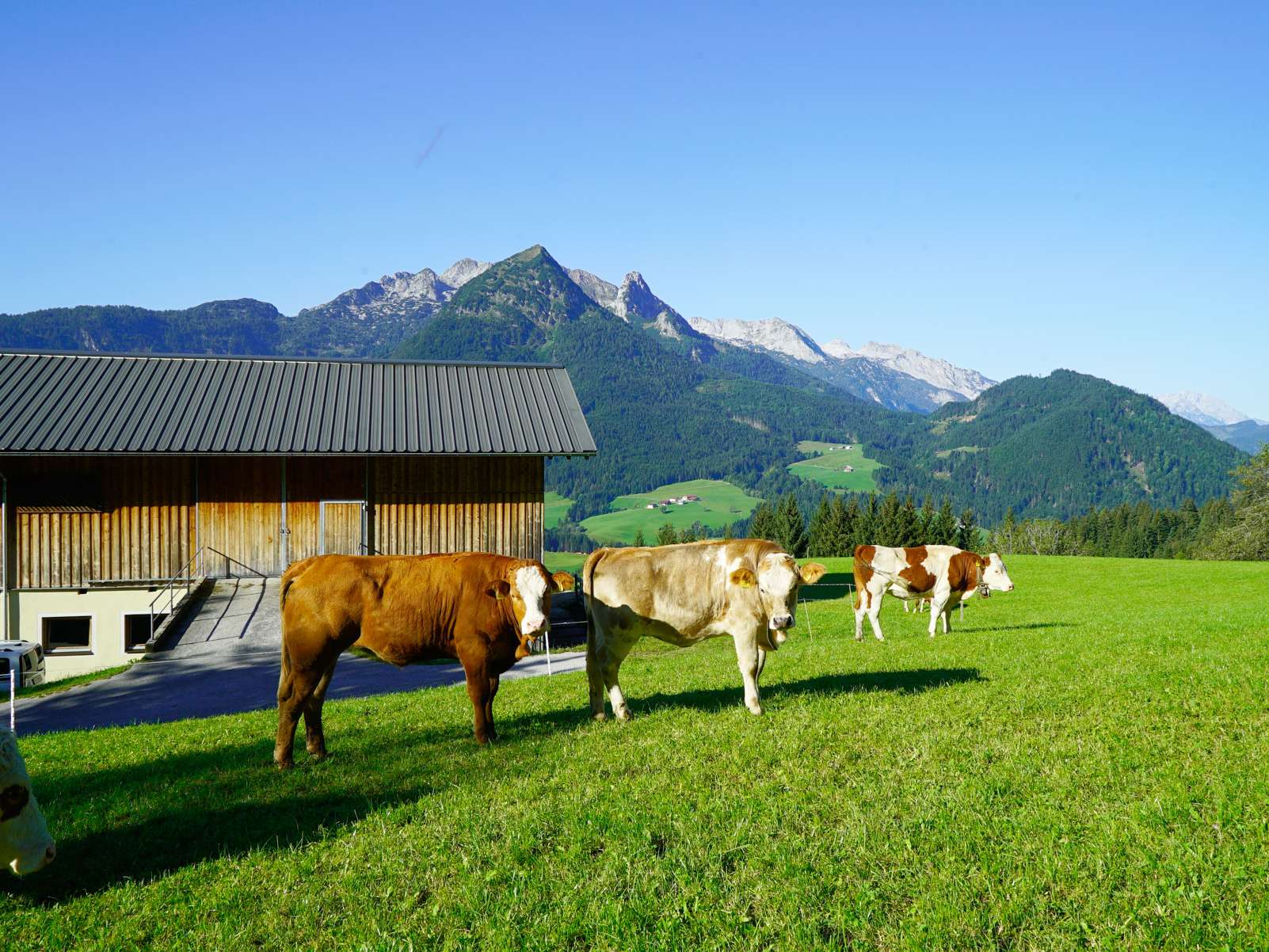 Die Kalbinnenmast macht uns flexibel – Oberschlag in Annaberg.jpg © Kronreif Die Kalbinnenmast macht uns flexibel – Oberschlag in Annaberg.jpg © Kronreif