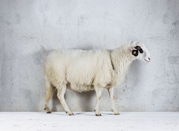 Kärntner Brillenschaf_w.jpg © ÖBSZ Kärntner Brillenschaf_w.jpg © ÖBSZ