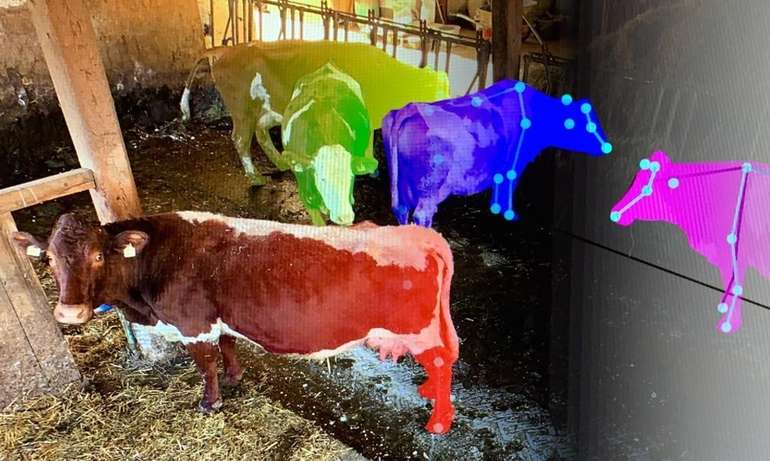 Kuhtracking © Innovation Farm Kuhtracking © Innovation Farm