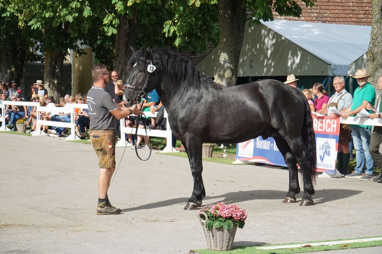 Frischgekörte Hengste für das neue Zuchtjahr.jpg © Wuzella Frischgekörte Hengste für das neue Zuchtjahr.jpg © Wuzella