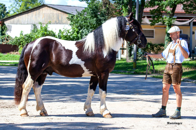 Frischgekörte Hengste für das neue Zuchtjahr.jpg © Rossinger Frischgekörte Hengste für das neue Zuchtjahr.jpg © Rossinger
