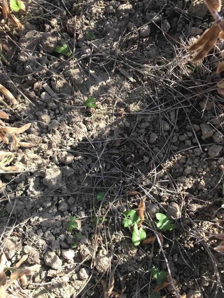 Untersaatmischungen verschiedenster Firmen wurden hier bei Sojabohne und Mais 🌽 nach dem letzten 🚜Hackdurchgang eingesät. 
FAZIT: bei 🌽 Mais🔝💪👍 UND bei Soja ein Flop, leider vertrocknete diese nach der Keimung ☹️. Danke Reini D. für die Anlage des Versuches. 
Übrigens der Sojaertrag lag bei 3,5 t/ha. © BWSB