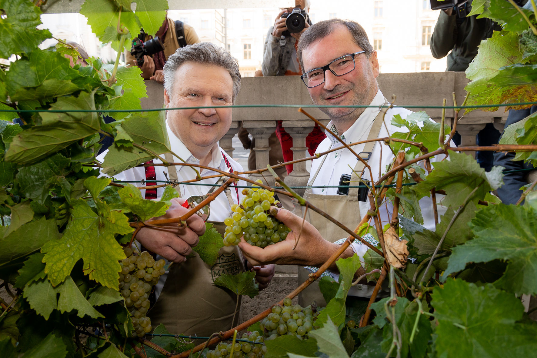 Weinlese am Schwarzenbergplatz.jpg