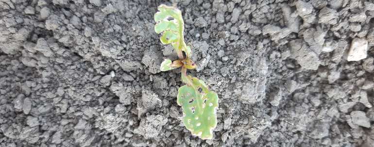 Zuckerrübenpflanze_Befall mit Rübenerdfloh.jpg © LK Niederösterreich Zuckerrübenpflanze_Befall mit Rübenerdfloh.jpg © LK Niederösterreich