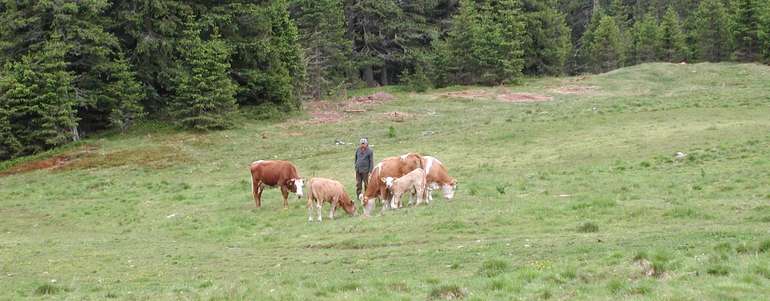 Rinder auf der Weide treiben Stromberger.jpg
