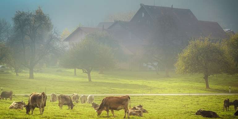 pasture-4074565_1280.jpg © pixabay pasture-4074565_1280.jpg © pixabay