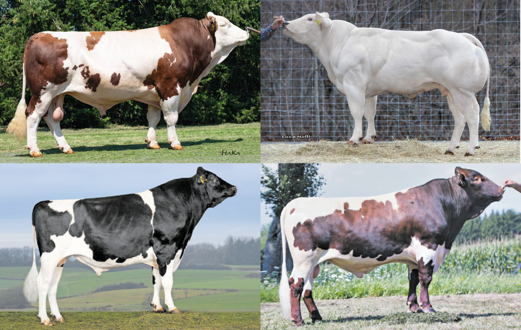 Hornlosvererber und gesextes Sperma  weiter im Trend.png © Haka (2), Arkink, Nolli Hornlosvererber und gesextes Sperma  weiter im Trend.png © Haka (2), Arkink, Nolli
