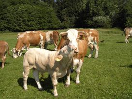 Kuh mit Kalb.jpg Kuh mit Kalb.jpg