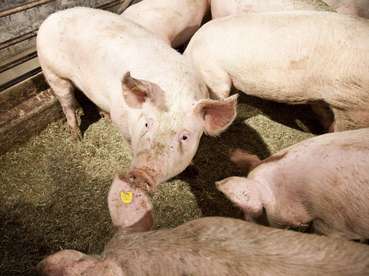 Schweine © LK Vbg Schweine © LK Vbg