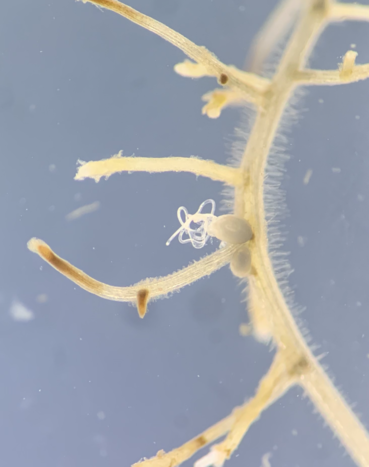 Rübenzystennematode Heterodera schachtii an Zuckerrübenwurzel.png © Ilona Müller Rübenzystennematode Heterodera schachtii an Zuckerrübenwurzel.png © Ilona Müller