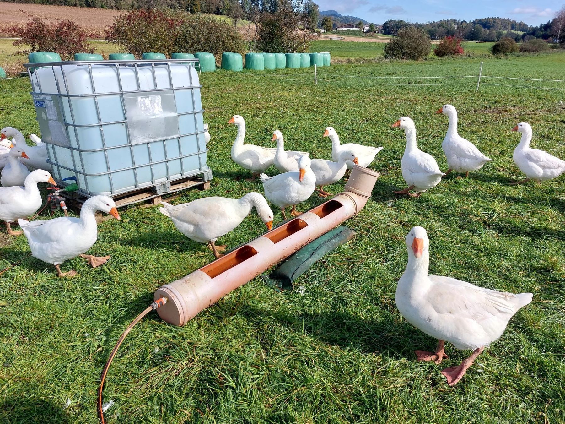 Dauschan Tränke Weide Foto Weber.jpg © Weber Dauschan Tränke Weide Foto Weber.jpg © Weber