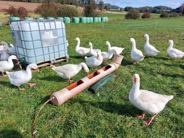 Dauschan Tränke Weide Foto Weber.jpg © Weber Dauschan Tränke Weide Foto Weber.jpg © Weber