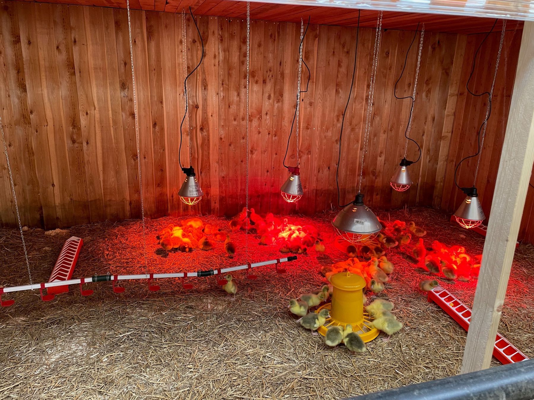 Gänsestall Dauschan Foto Dauschan.jpg © Dauschan Gänsestall Dauschan Foto Dauschan.jpg © Dauschan