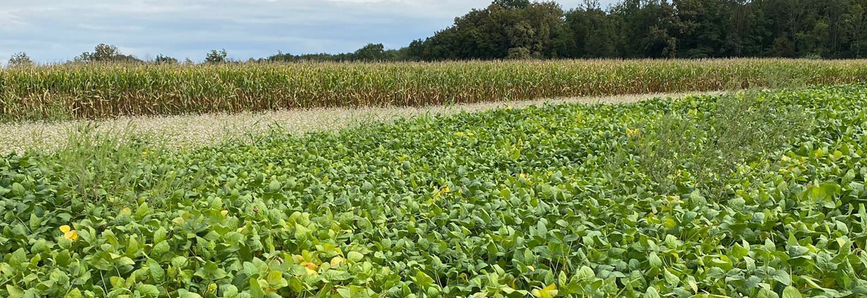 Ambrosia in Soja Sommerer.jpg © Sommerer Ambrosia in Soja Sommerer.jpg © Sommerer