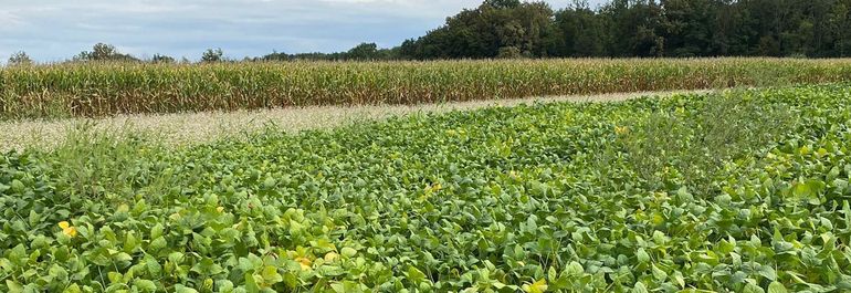 Ambrosia in Soja Sommerer.jpg © Sommerer Ambrosia in Soja Sommerer.jpg © Sommerer