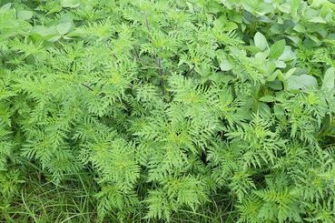 Ambrosia vor Samenreife in Soja.jpg © Dipl.-Ing. Greiml/LK Steiermark Ambrosia vor Samenreife in Soja.jpg © Dipl.-Ing. Greiml/LK Steiermark