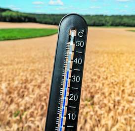 Thermometer vor Getreidefeld