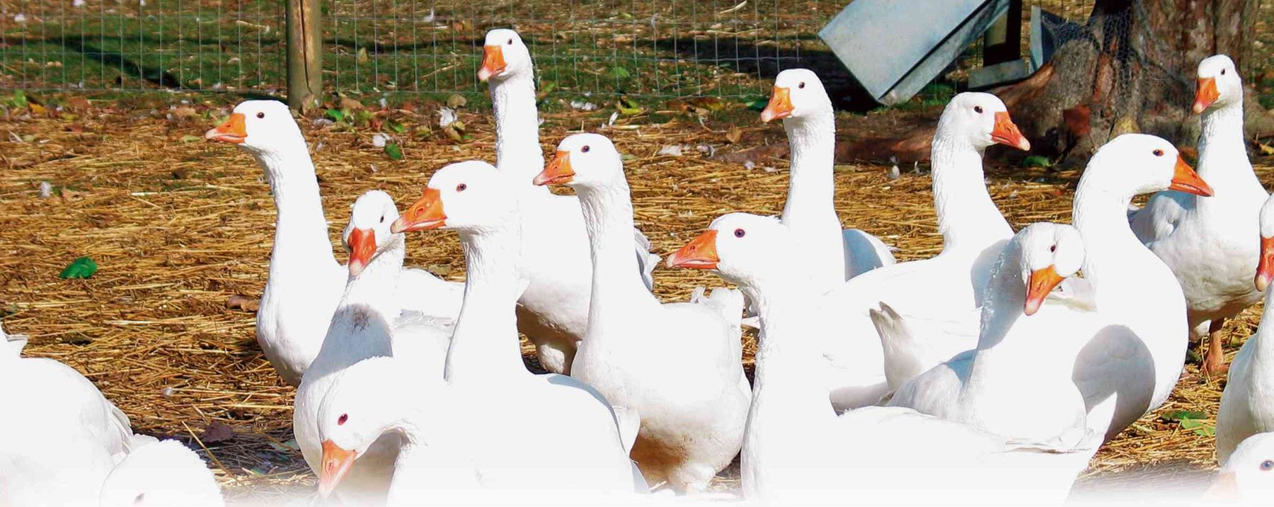 Gänse.jpg © Standl Gänse.jpg © Standl