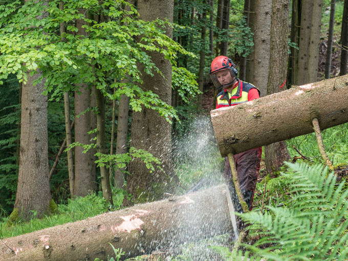 Bild_3_Waldarbeit_LK_OÖ.jpg © LK OÖ Bild_3_Waldarbeit_LK_OÖ.jpg © LK OÖ