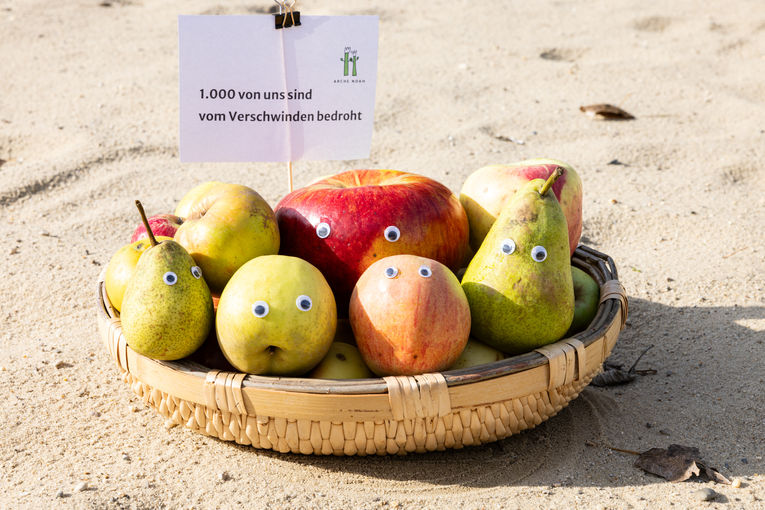 archenoah-obstinventur-7560.jpg © Arche Noah/Teresa Novotny/Knights archenoah-obstinventur-7560.jpg © Arche Noah/Teresa Novotny/Knights