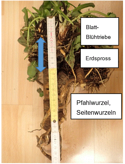 Pfahlwurzelkopf.gif © LK Steiermark/Angeringer Pfahlwurzelkopf.gif © LK Steiermark/Angeringer