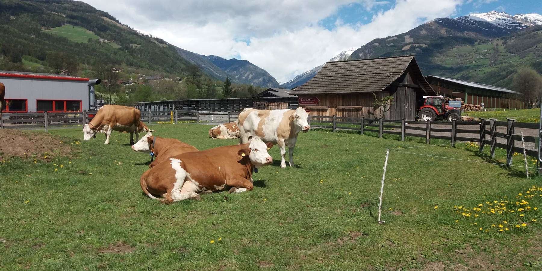 Kühe auf der Weide_Prunner.jpg © Prunner Kühe auf der Weide_Prunner.jpg © Prunner