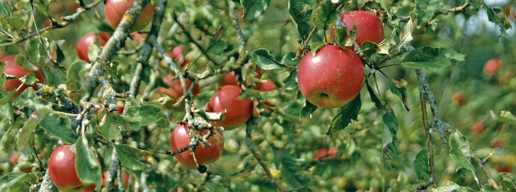 Rote Äpfel © Wolfgang Dürnberger