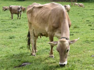 Bio Milchvieh.jpg © LK Stmk, Neumann Bio Milchvieh.jpg © LK Stmk, Neumann