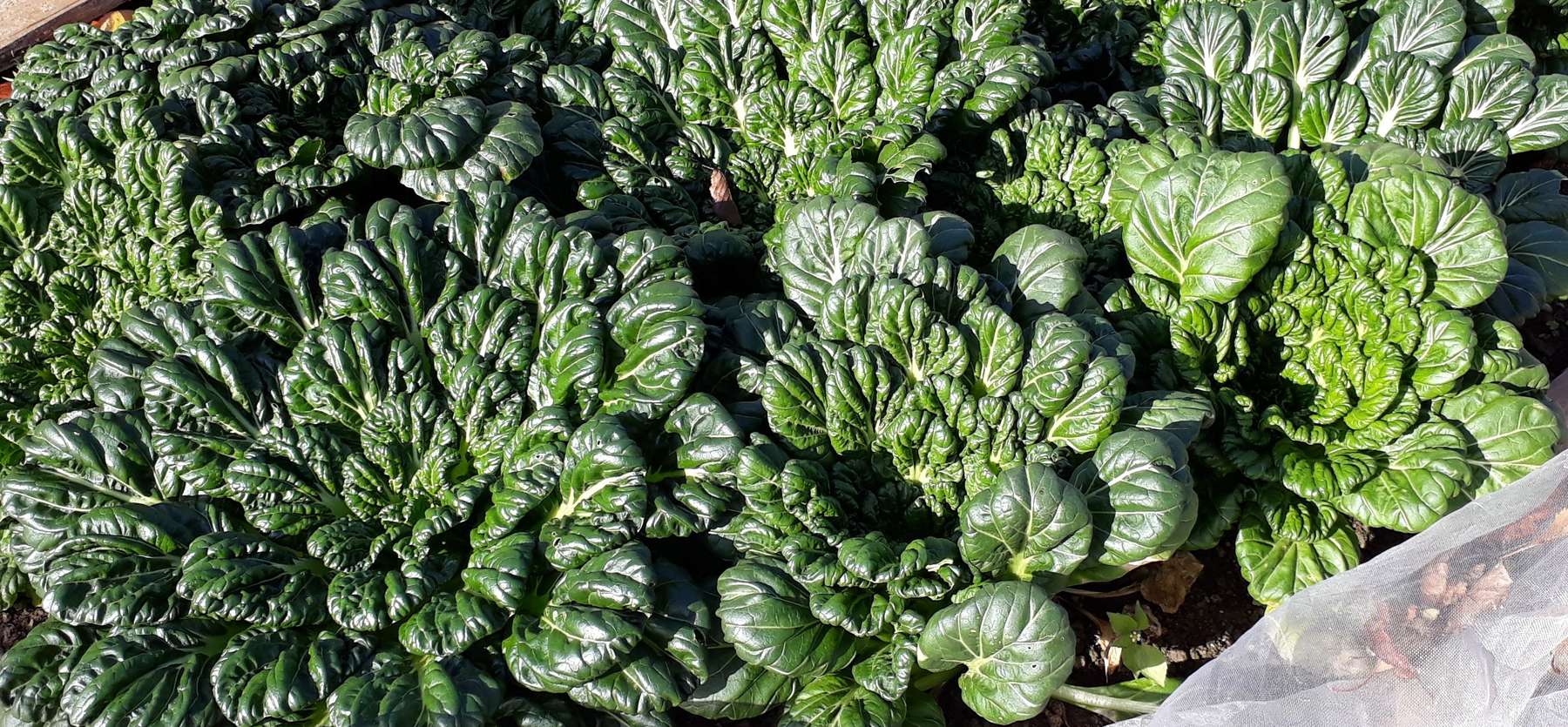 Foto_Mini-PakChoi.jpg © Stumvoll/Landwirtschaftskammer Oberösterreich Foto_Mini-PakChoi.jpg © Stumvoll/Landwirtschaftskammer Oberösterreich
