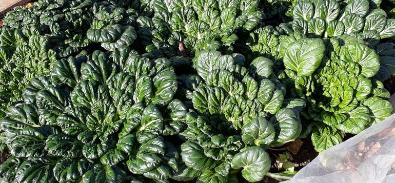Foto_Mini-PakChoi.jpg © Stumvoll/Landwirtschaftskammer Oberösterreich Foto_Mini-PakChoi.jpg © Stumvoll/Landwirtschaftskammer Oberösterreich